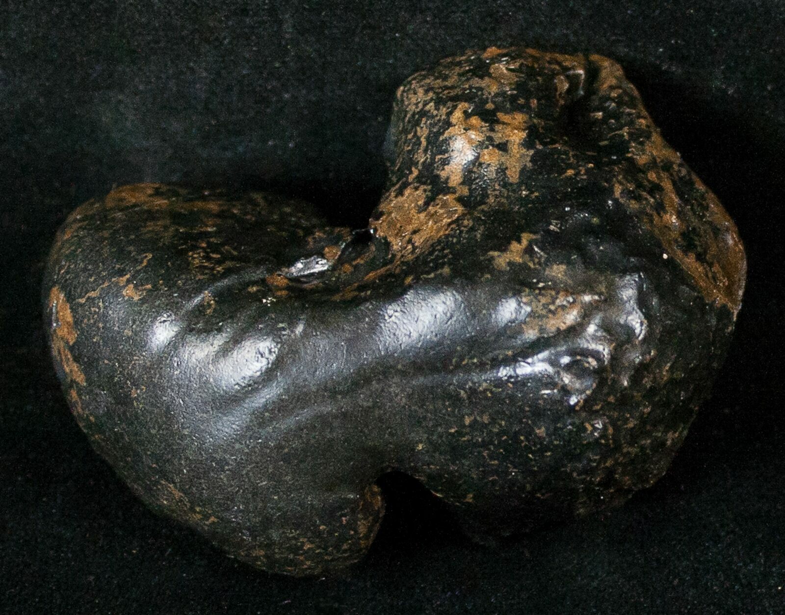 2.4" Fossil Manatee Ear Bone Florida For Sale (16165)