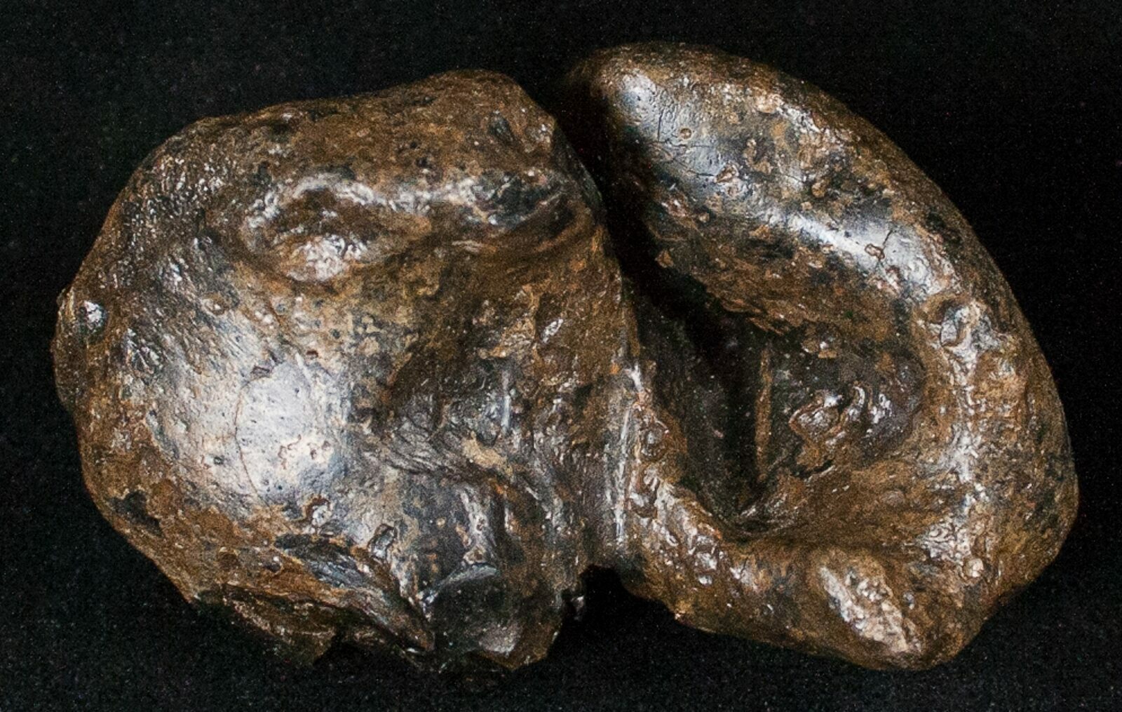 Manatee Fossil For Sale