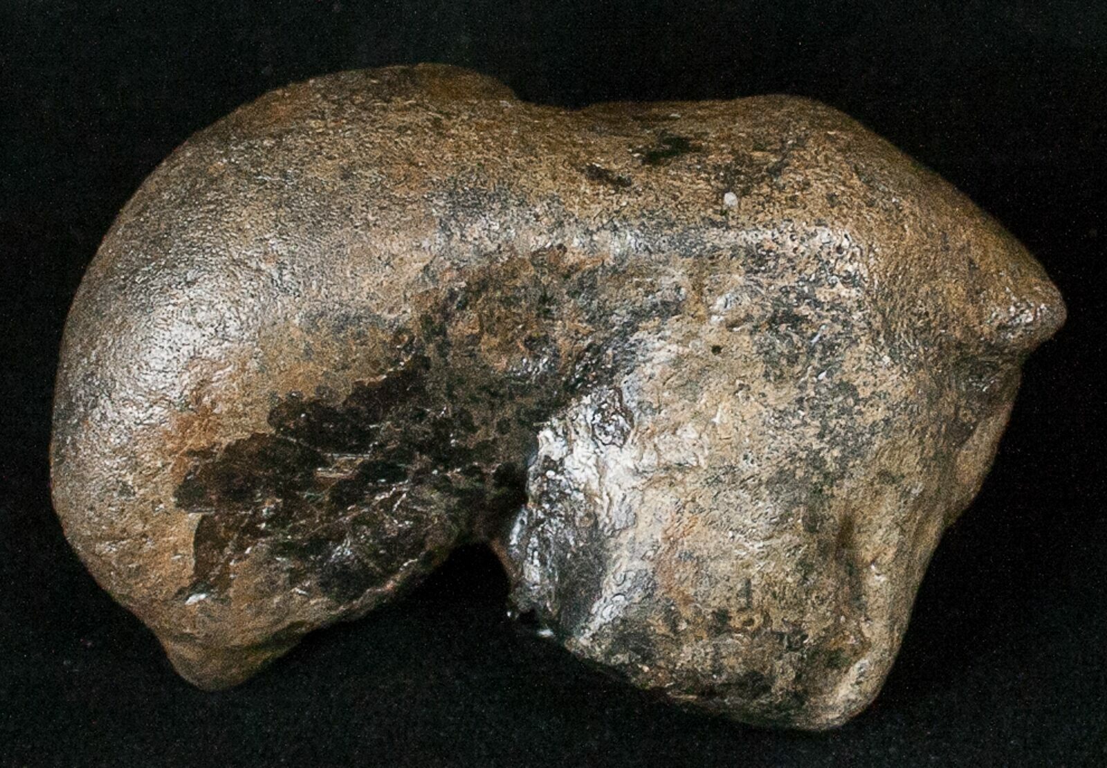 2.5" Fossil Manatee Ear Bone Florida For Sale (16174)