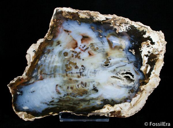 Petrified Wood For Sale