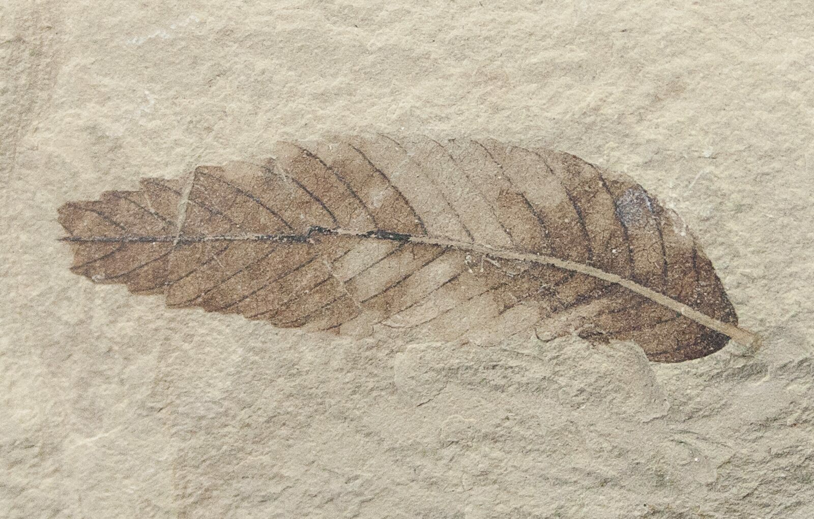 Fossil Cedrelospermum & Pseudosalix Leaves Green River Formation For Sale (16342)