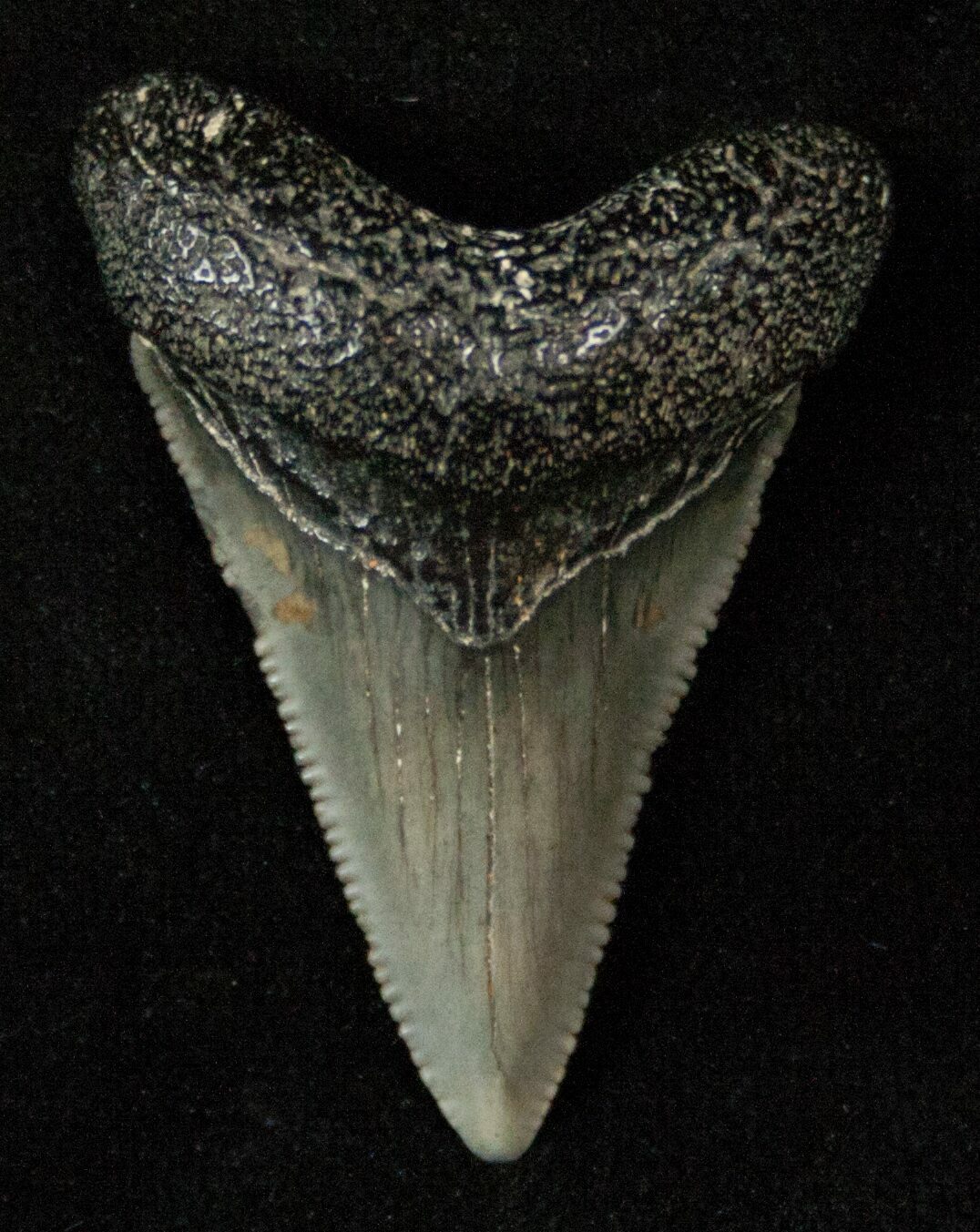 1 39 Serrated Baby Megalodon Tooth For Sale 17197 FossilEra