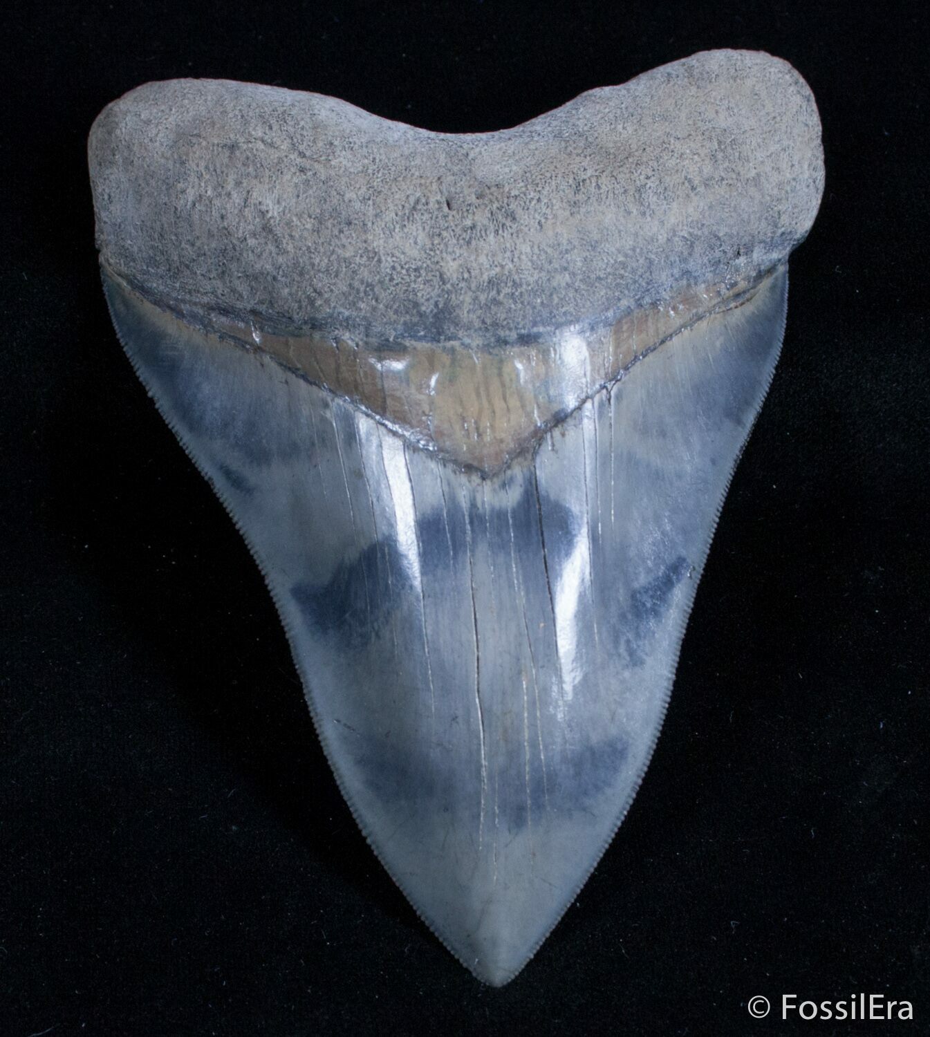 Stunning 5 21 Inch Mays River Megalodon Tooth For Sale 2920 