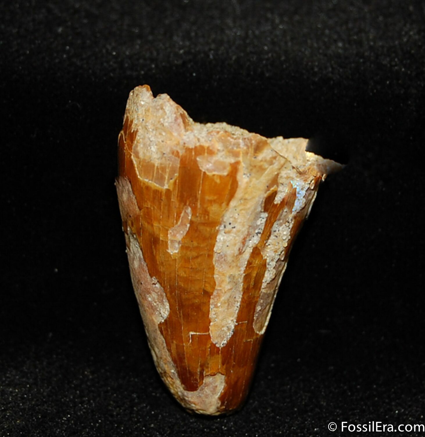 Large 110 Million Year Old Crocodile Tooth For Sale (339)