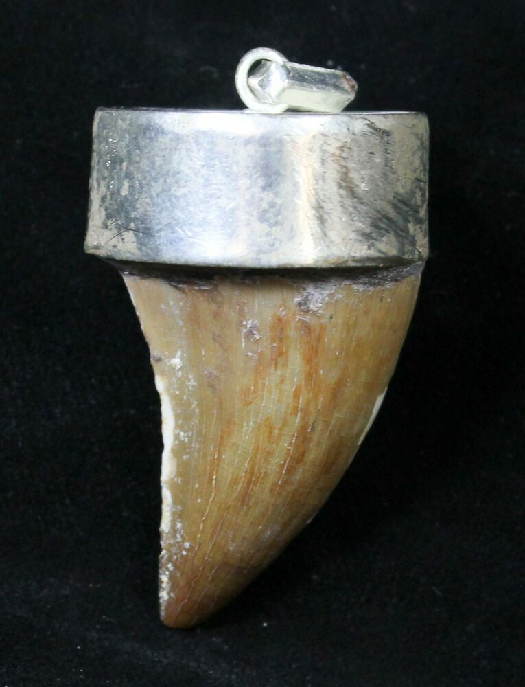 Mosasaur Tooth Necklace 2025