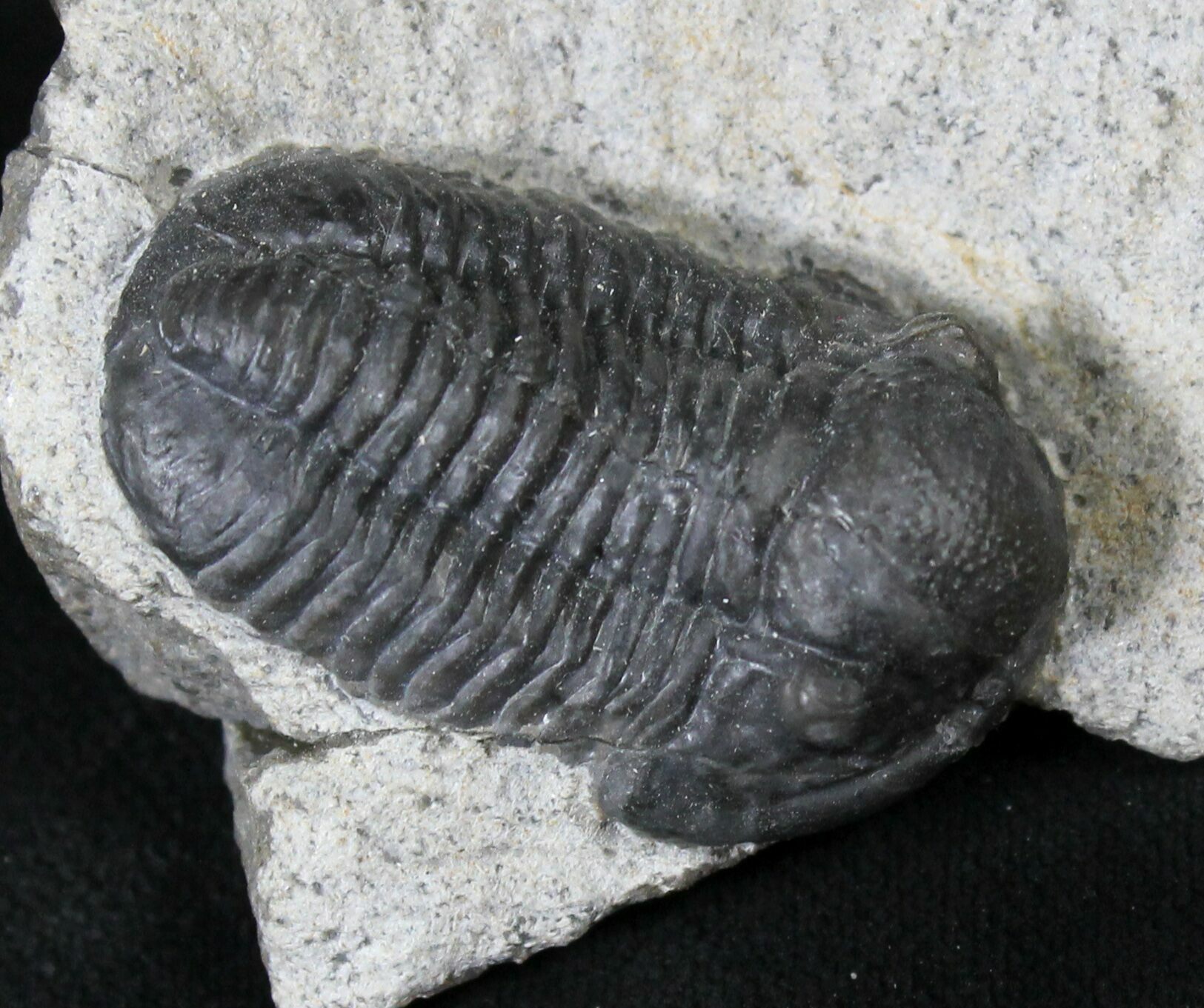 Large 1.2" Gerastos Trilobite Fossil For Sale (19197)