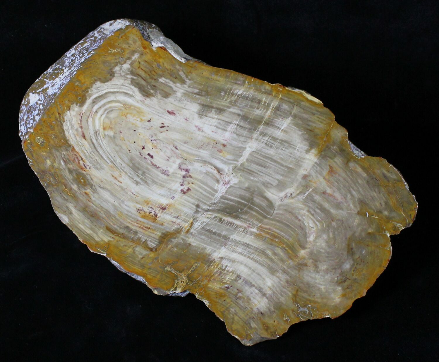 Australian Petrified Wood For Sale
