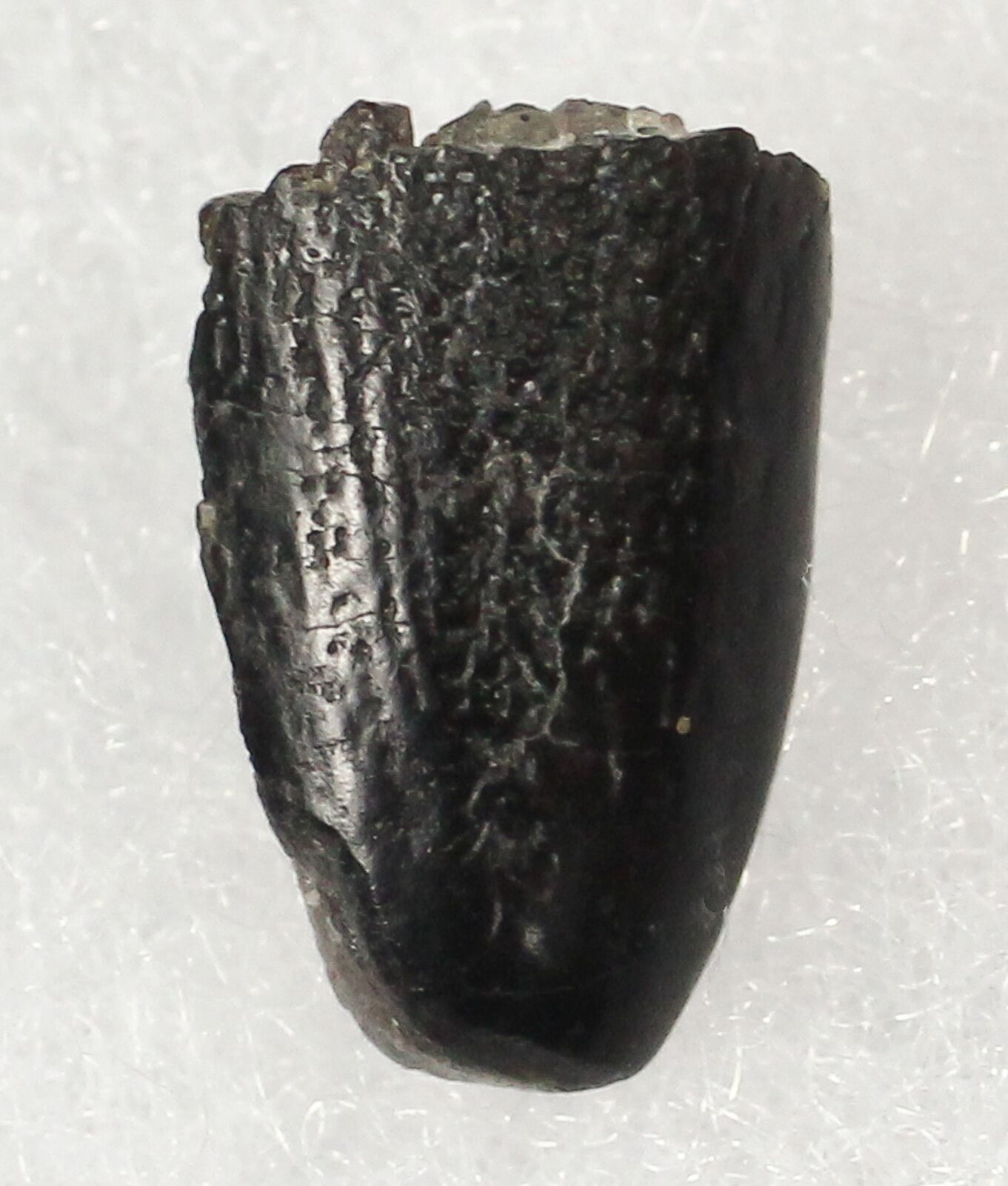 .48" Diplodocus Tooth Tip - Colorado For Sale (#19332 ...