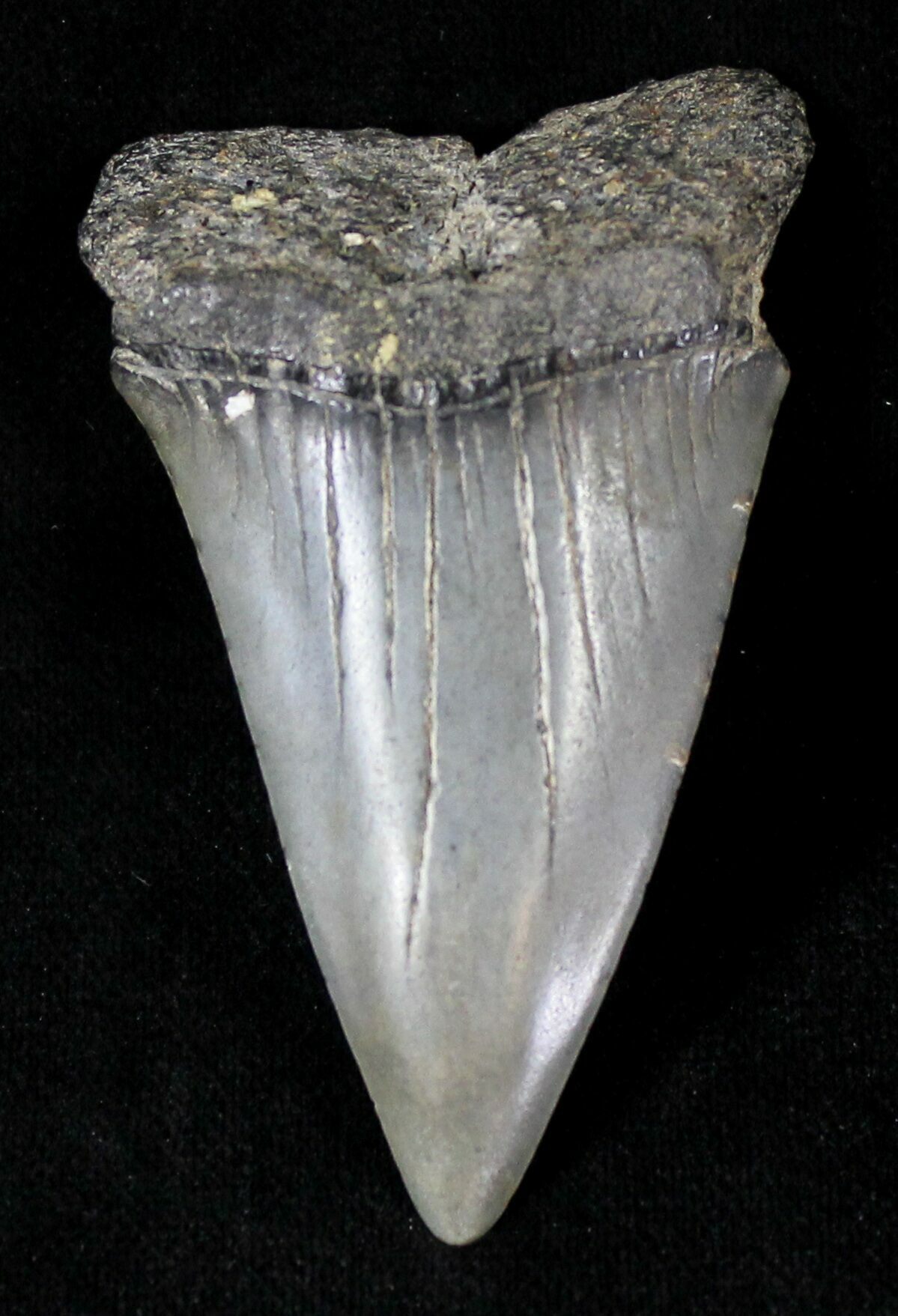 Large Fossil Mako Shark Tooth - 2.43" For Sale (#20757) - FossilEra.com