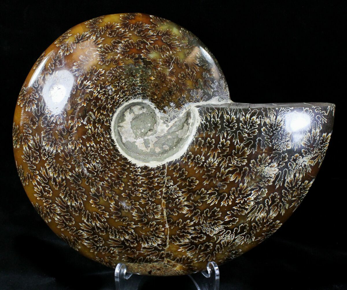 Large 7.85" Polished Cleoniceras Ammonite Fossil For Sale (21639