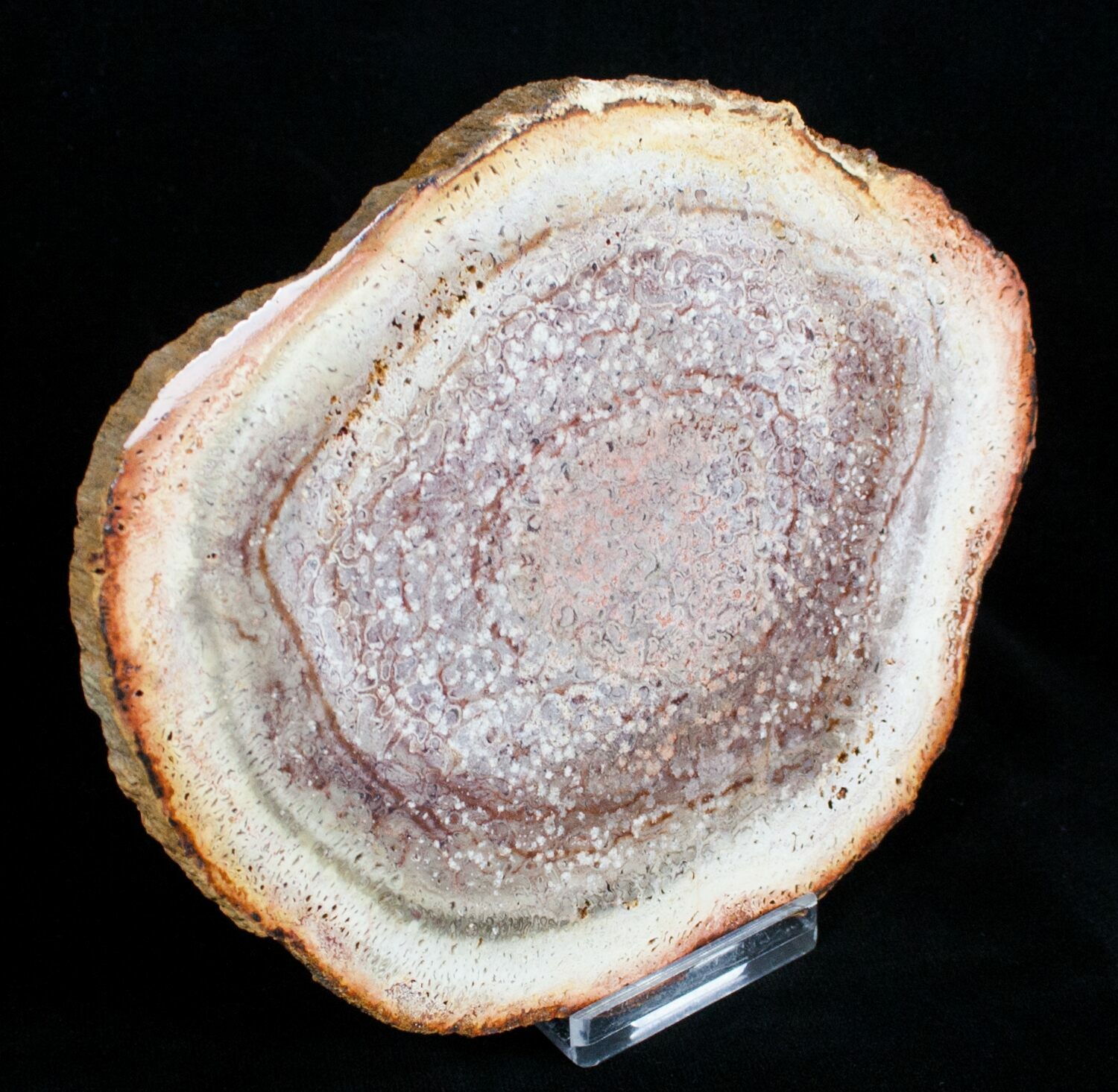 Petrified Tree Fern Wood Slab Brazil For Sale (3272)