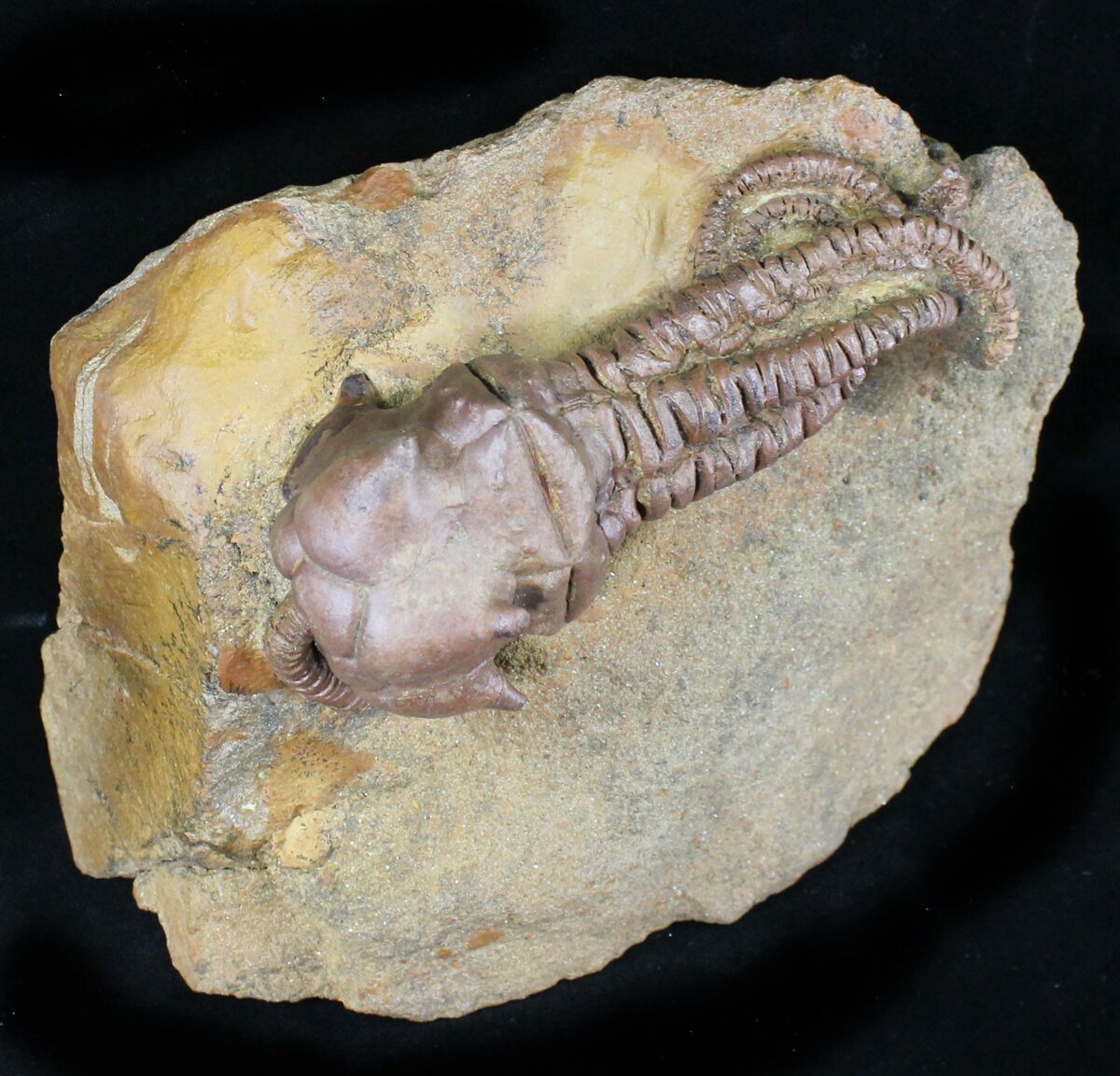 Incredible, 3D, 4.2" Jimbacrinus Crinoid Australia For Sale (21909