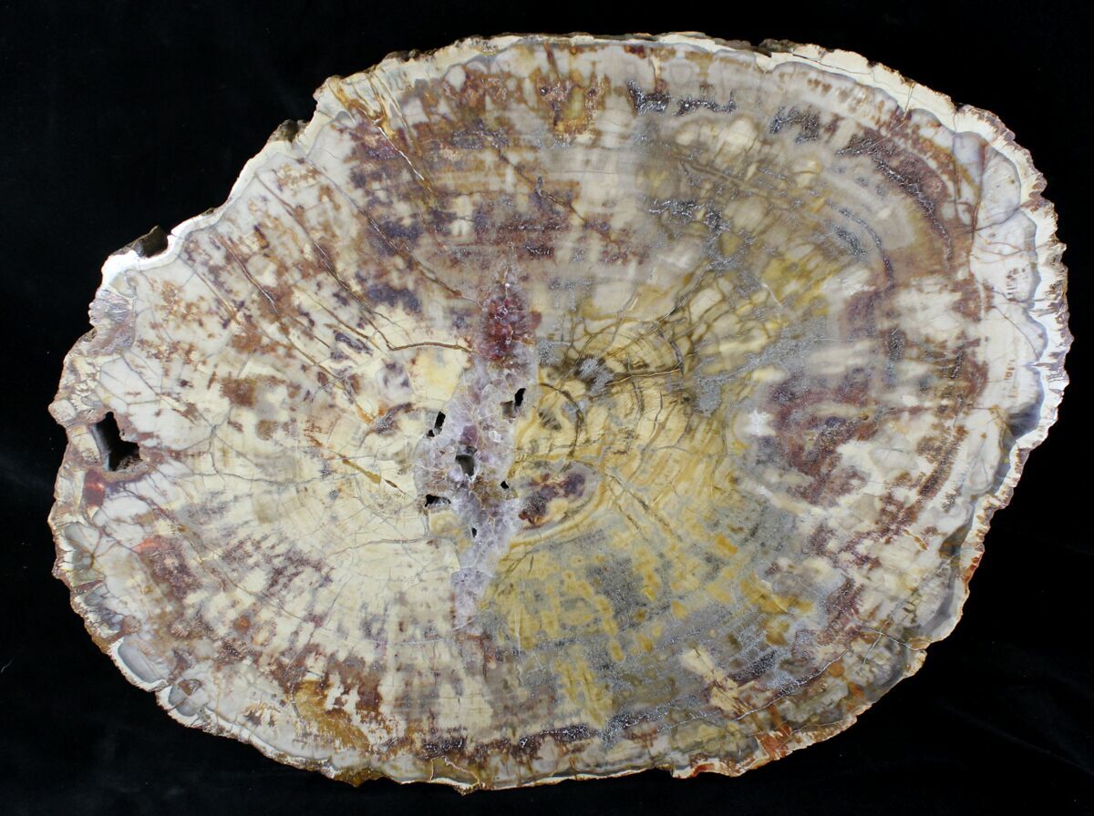 Petrified Wood For Sale