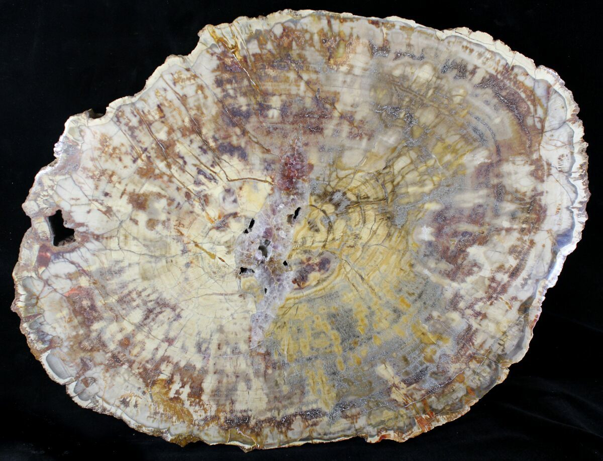 14.5" Triassic Petrified Wood Slab Chinle Formation, Nevada For Sale