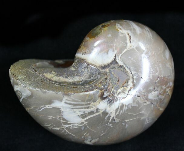 2 3 Cretaceous Nautilus Fossil Iridescent Shell For Sale Fossilera Com