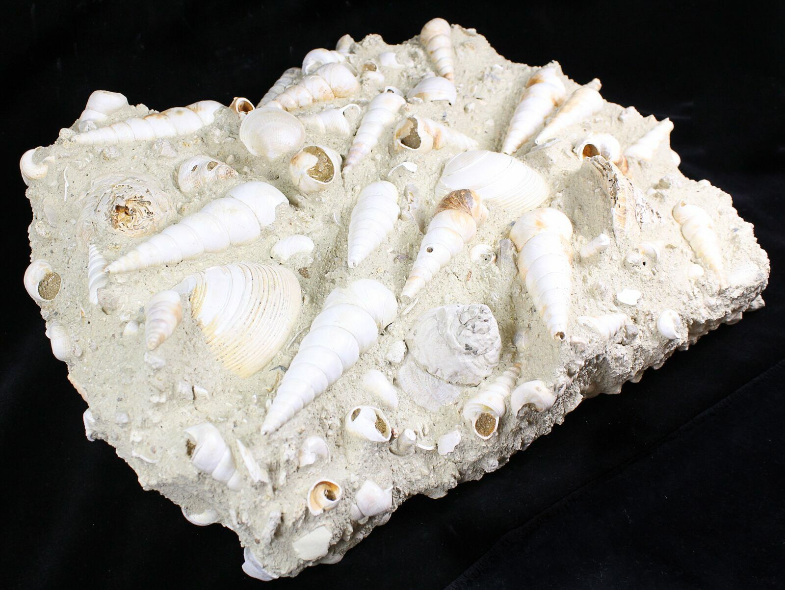 14x10" Fossil Turritella (Gastropod) Cluster France For Sale (22044