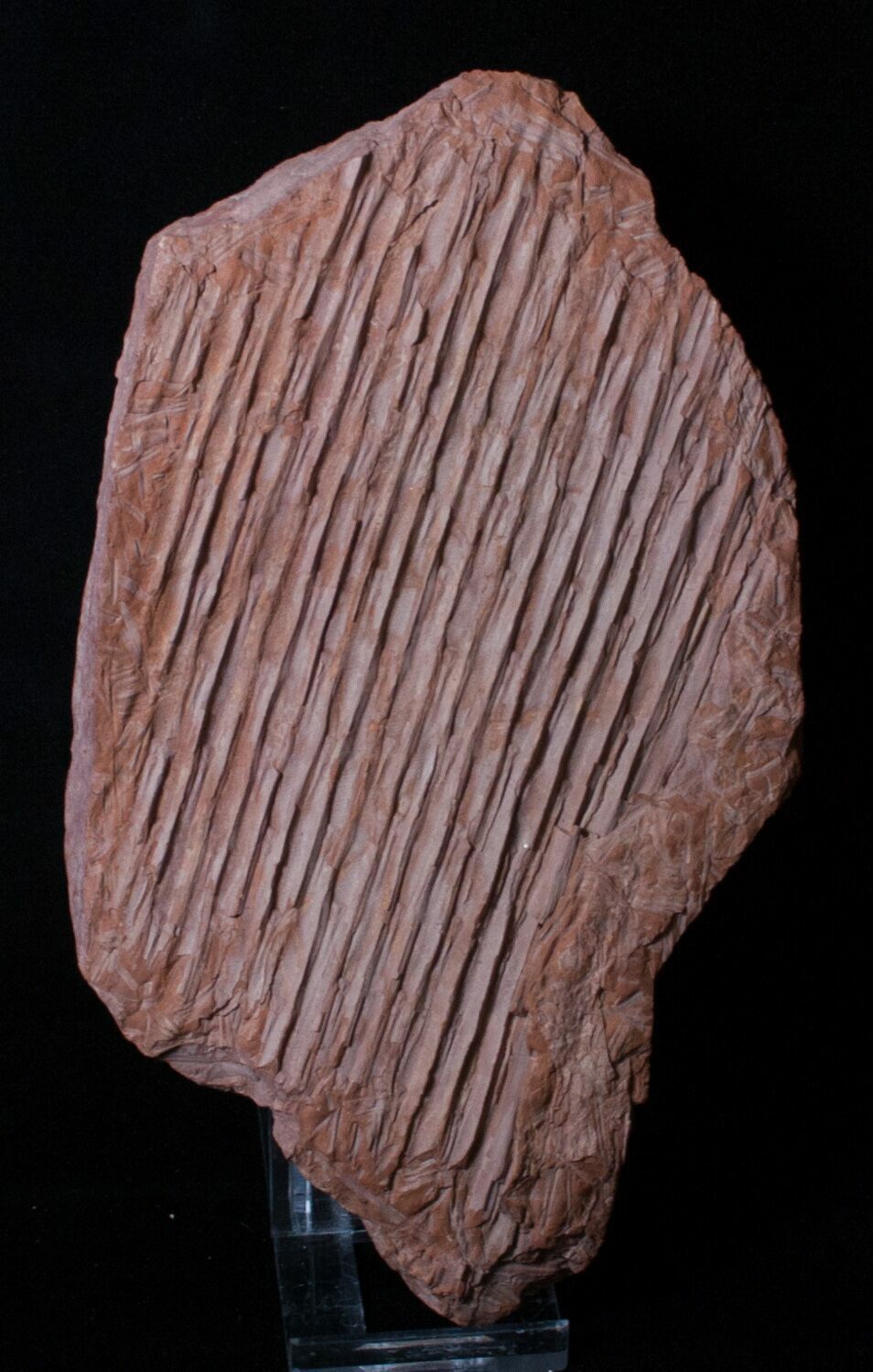 Carboniferous Sigillaria Plant Fossil For Sale (3321)