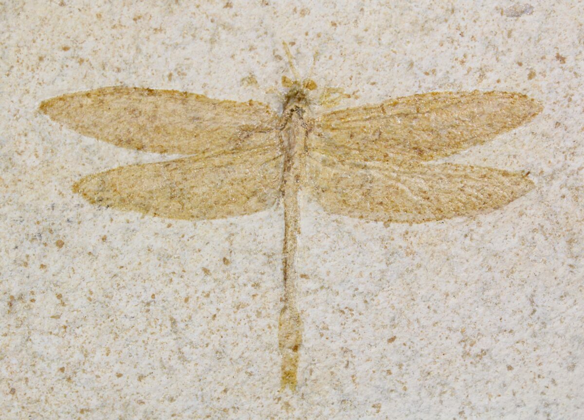 4" Fossil Dragonfly (Aeschnogomphus) Solnhofen Limestone For Sale